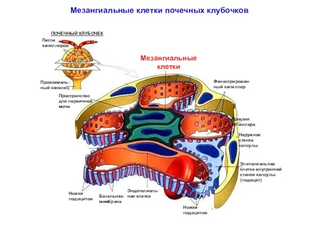 Мезангиальные клетки почечных клубочков