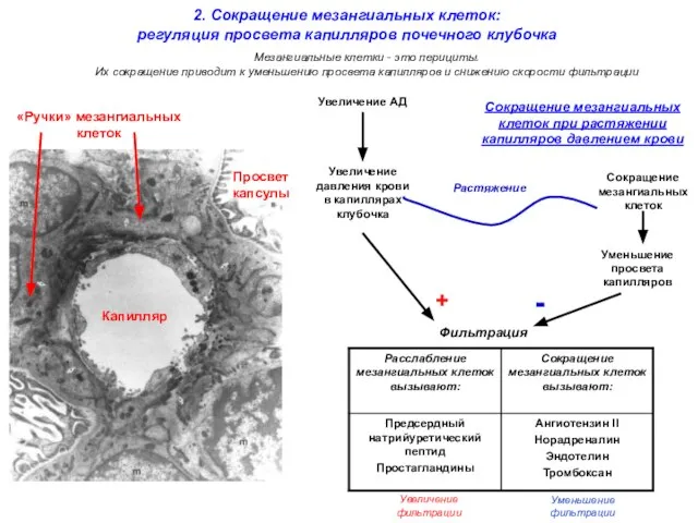 Мезангиальные клетки - это перициты. Их сокращение приводит к уменьшению просвета