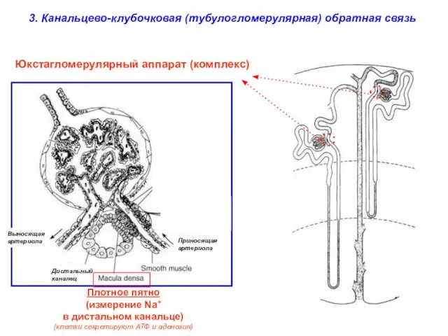 3. Канальцево-клубочковая (тубулогломерулярная) обратная связь