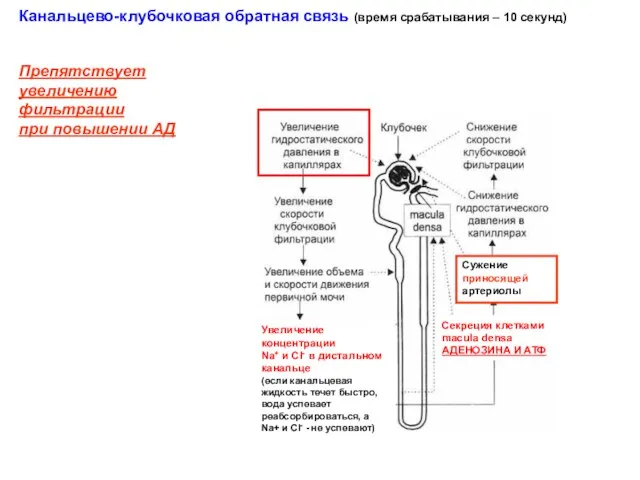 Канальцево-клубочковая обратная связь (время срабатывания – 10 секунд) Препятствует увеличению фильтрации