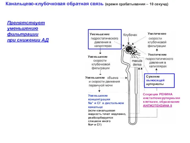 Канальцево-клубочковая обратная связь (время срабатывания – 10 секунд) Препятствует уменьшению фильтрации при снижении АД