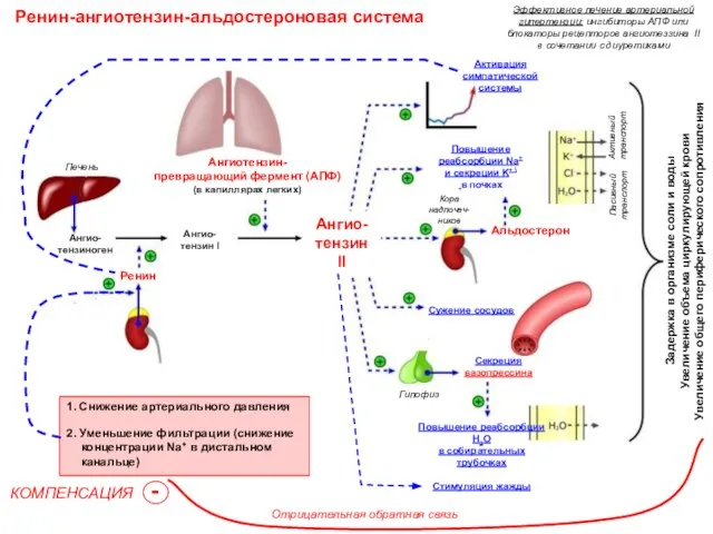 Ренин-ангиотензин-альдостероновая система Ангио-тензин I Ангио-тензин II Ангио-тензиноген Ренин Ангиотензин- превращающий фермент