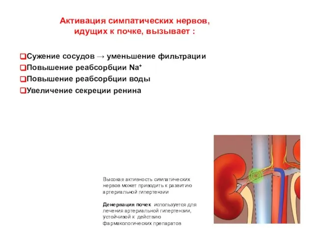 Активация симпатических нервов, идущих к почке, вызывает : Сужение сосудов →