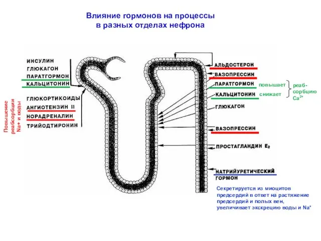 Влияние гормонов на процессы в разных отделах нефрона Секретируется из миоцитов