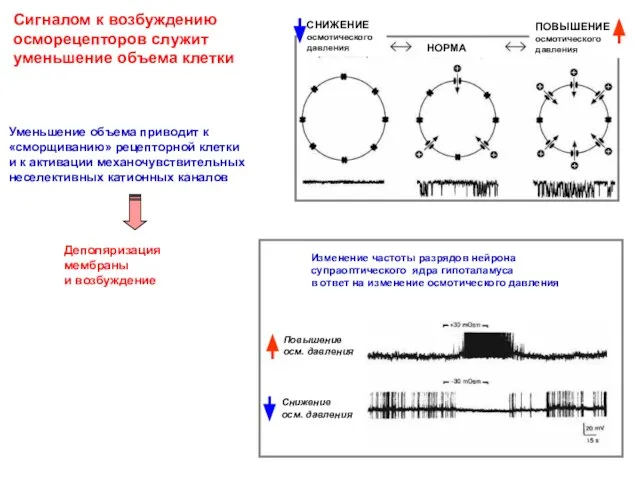 Сигналом к возбуждению осморецепторов служит уменьшение объема клетки Изменение частоты разрядов