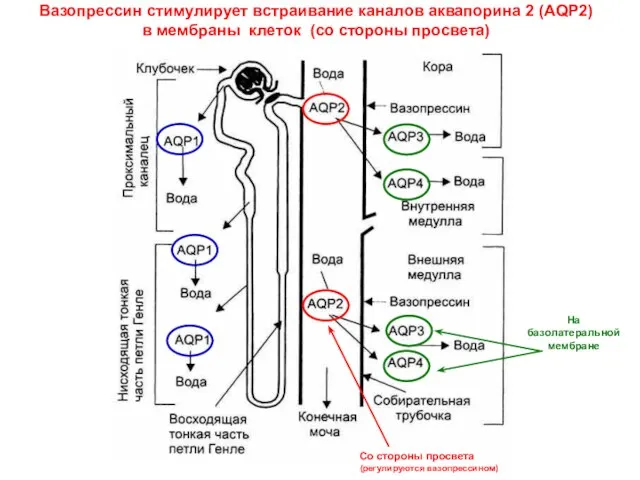 Вазопрессин стимулирует встраивание каналов аквапорина 2 (AQP2) в мембраны клеток (со