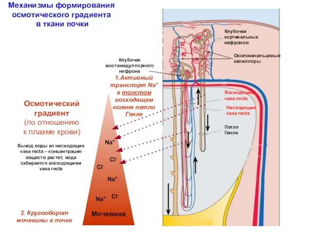 Механизмы формирования осмотического градиента в ткани почки Осмотический градиент (по отношению