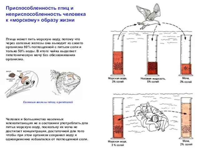 Приспособленность птиц и неприспособленность человека к «морскому» образу жизни Птица может