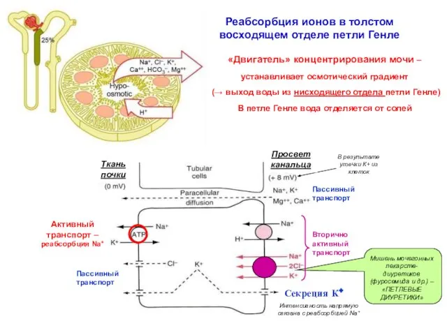 Реабсорбция ионов в толстом восходящем отделе петли Генле Пассивный транспорт Активный