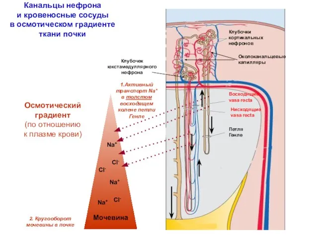 Канальцы нефрона и кровеносные сосуды в осмотическом градиенте ткани почки Осмотический