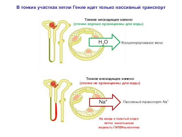 В тонких участках петли Генле идет только пассивный транспорт Тонкое нисходящее