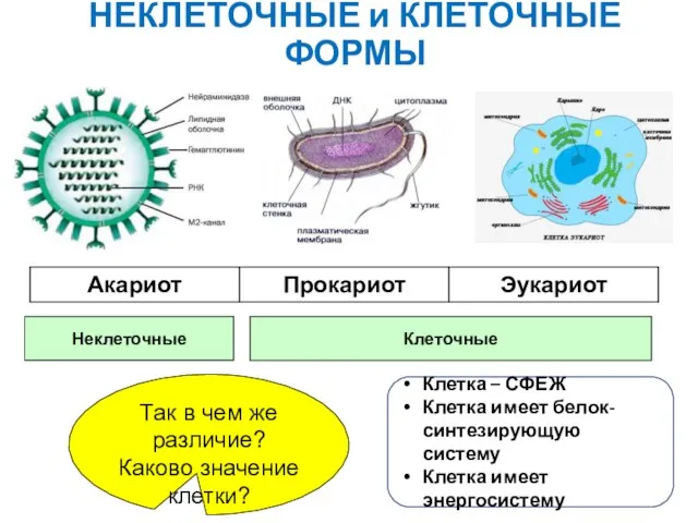 НЕКЛЕТОЧНЫЕ и КЛЕТОЧНЫЕ ФОРМЫ Неклеточные Клеточные Так в чем же различие?