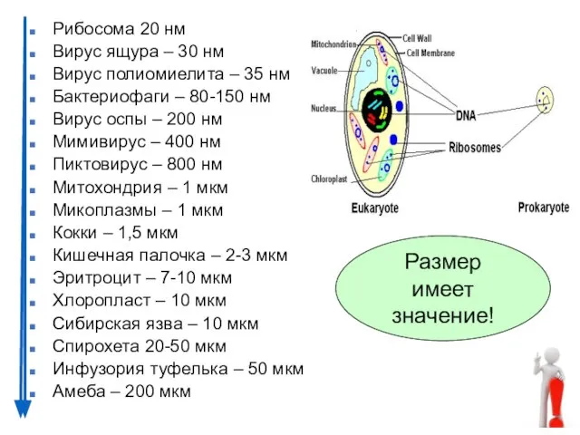 Рибосома 20 нм Вирус ящура – 30 нм Вирус полиомиелита –