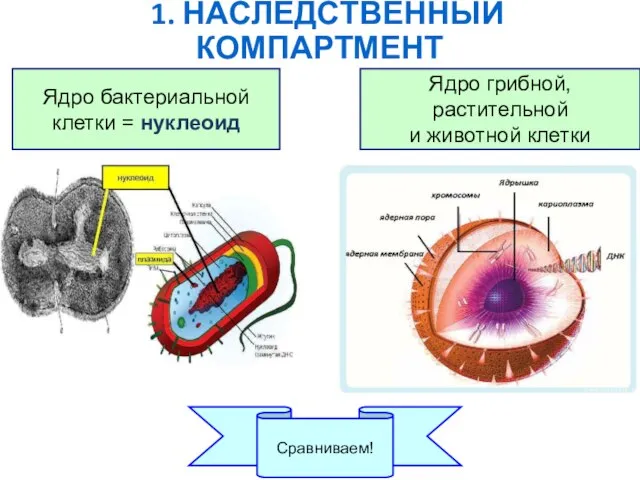 1. НАСЛЕДСТВЕННЫЙ КОМПАРТМЕНТ Ядро грибной, растительной и животной клетки Ядро бактериальной клетки = нуклеоид Сравниваем!