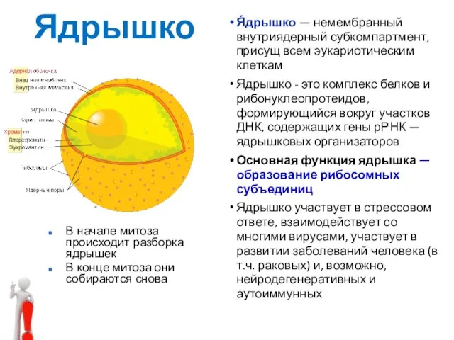 Ядрышко Я́дрышко — немембранный внутриядерный субкомпартмент, присущ всем эукариотическим клеткам Ядрышко