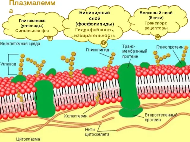 Плазмалемма Гликокаликс (углеводы) Сигнальная ф-я Билипидный слой (фосфолипиды) Гидрофобность, избирательность Белковый слой (белки) Транспорт, рецепторы