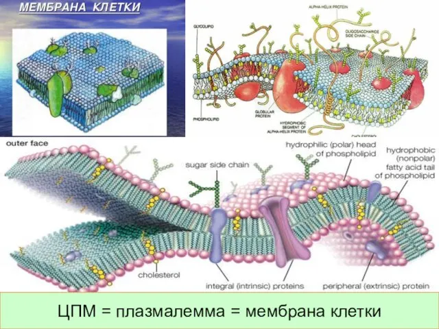 ЦПМ = плазмалемма = мембрана клетки