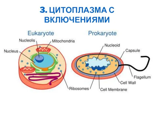 3. ЦИТОПЛАЗМА С ВКЛЮЧЕНИЯМИ