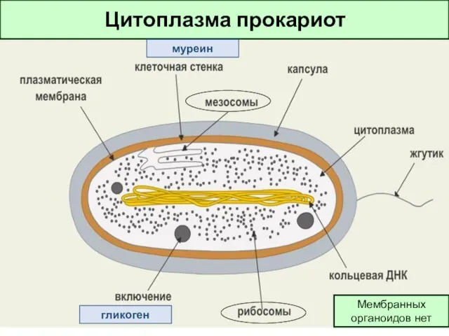 Цитоплазма прокариот Мембранных органоидов нет гликоген муреин