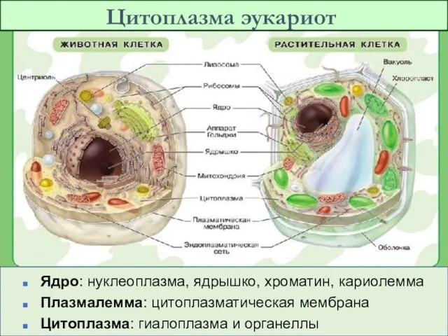 Ядро: нуклеоплазма, ядрышко, хроматин, кариолемма Плазмалемма: цитоплазматическая мембрана Цитоплазма: гиалоплазма и органеллы Цитоплазма эукариот