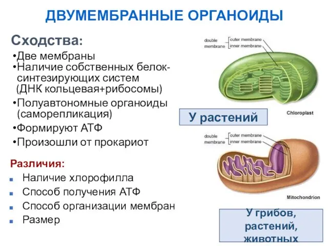 ДВУМЕМБРАННЫЕ ОРГАНОИДЫ Сходства: Две мембраны Наличие собственных белок-синтезирующих систем (ДНК кольцевая+рибосомы)