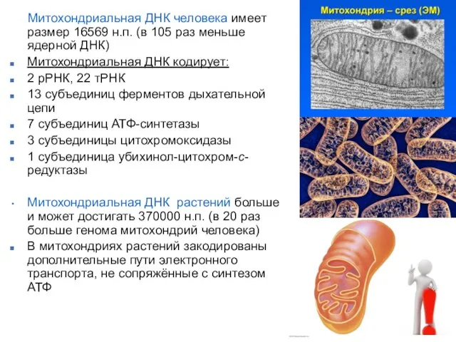 Митохондриальная ДНК человека имеет размер 16569 н.п. (в 105 раз меньше