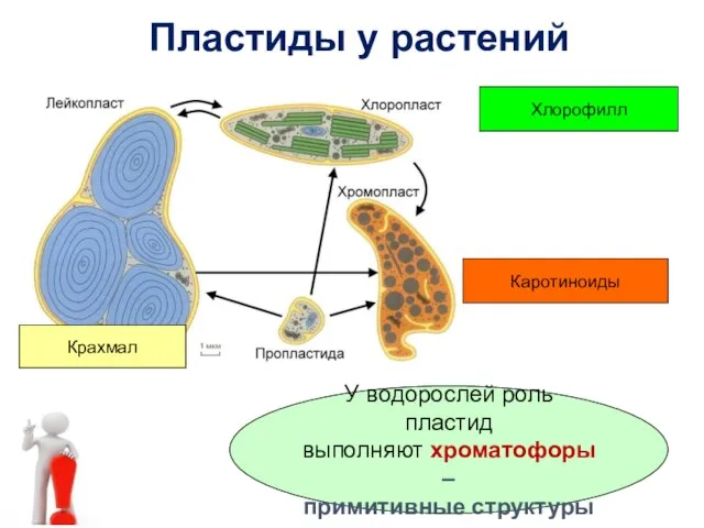 Пластиды у растений Хлорофилл Крахмал Каротиноиды У водорослей роль пластид выполняют хроматофоры – примитивные структуры