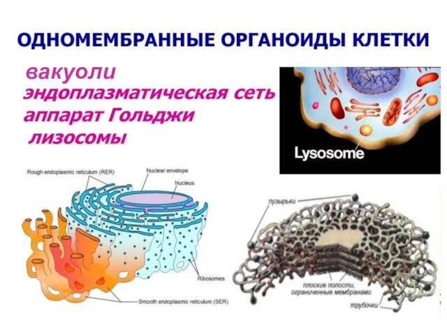 вакуоли