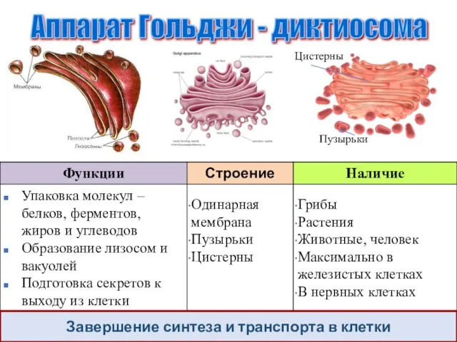 Аппарат Гольджи - диктиосома Завершение синтеза и транспорта в клетки Пузырьки Цистерны