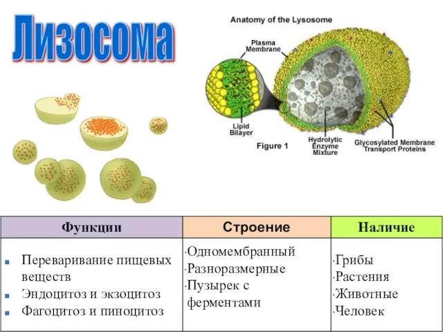 Лизосома