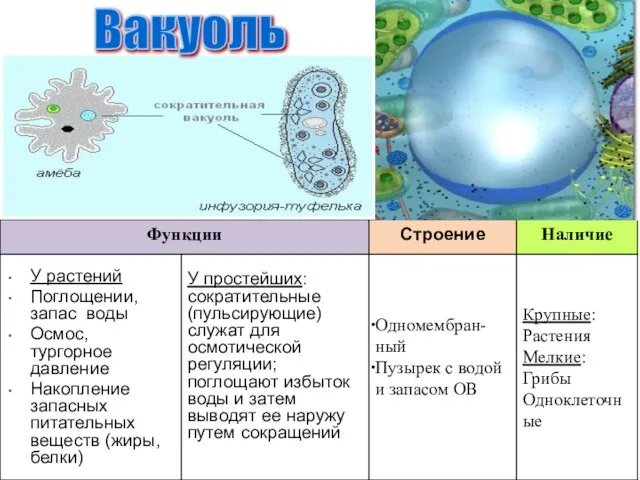 Вакуоль