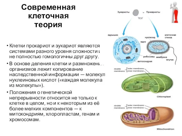 Современная клеточная теория Клетки прокариот и эукариот являются системами разного уровня