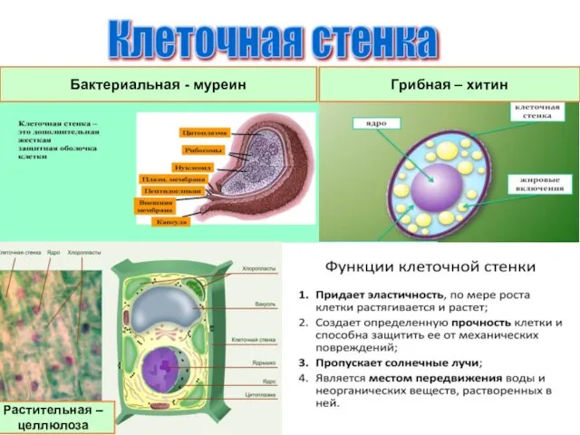 Бактериальная - муреин Клеточная стенка Грибная – хитин Растительная – целлюлоза