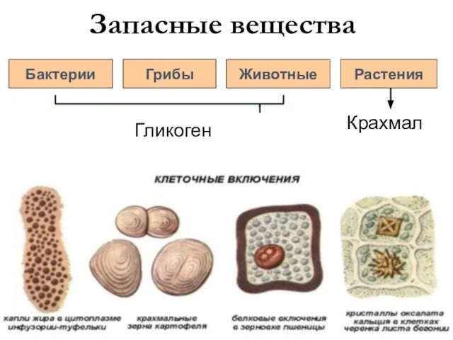 Грибы Растения Животные Запасные вещества Гликоген Крахмал Бактерии