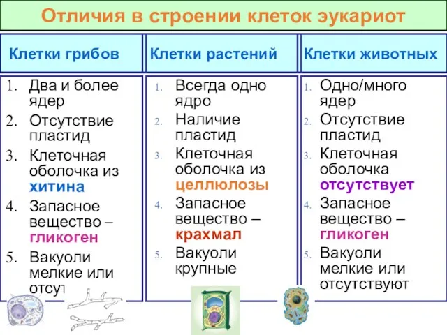 Отличия в строении клеток эукариот Клетки грибов Клетки растений Клетки животных