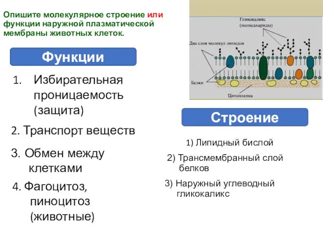 Опишите молекулярное строение или функции наружной плазматической мембраны животных клеток. 1)