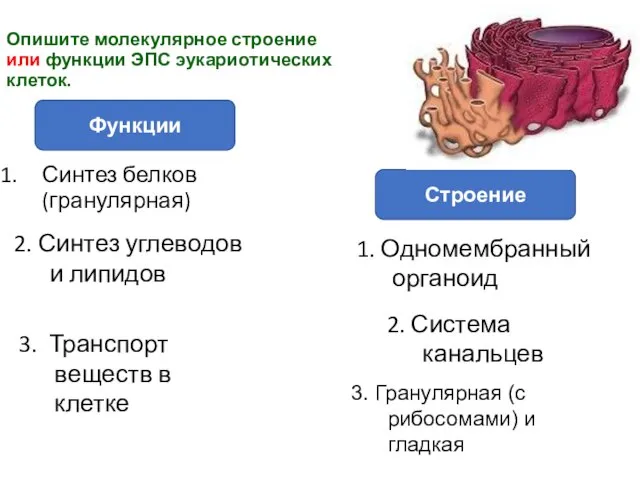 Синтез белков (гранулярная) Опишите молекулярное строение или функции ЭПС эукариотических клеток.