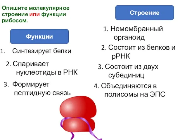 Синтезирует белки Опишите молекулярное строение или функции рибосом. Строение Функции 2.