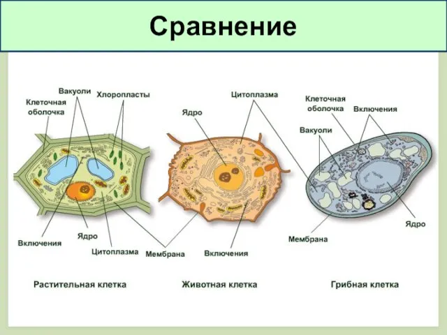 Сравнение