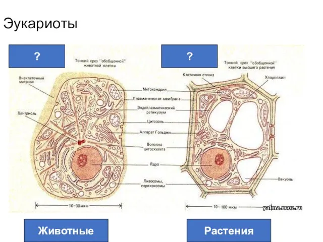 Эукариоты ? ? Животные Растения