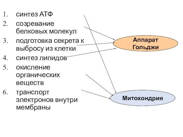 синтез АТФ созревание белковых молекул подготовка секрета к выбросу из клетки