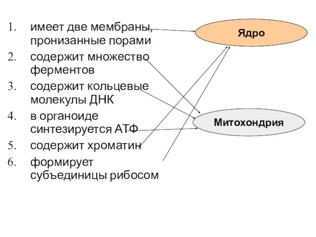 имеет две мембраны, пронизанные порами содержит множество ферментов содержит кольцевые молекулы