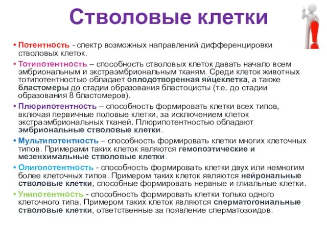 Стволовые клетки Потентность - спектр возможных направлений дифференцировки стволовых клеток. Тотипотентность