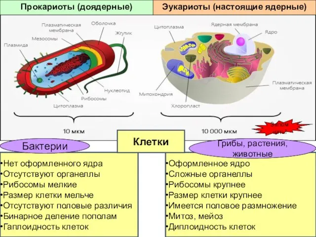 Нет оформленного ядра Отсутствуют органеллы Рибосомы мелкие Размер клетки мельче Отсутствуют