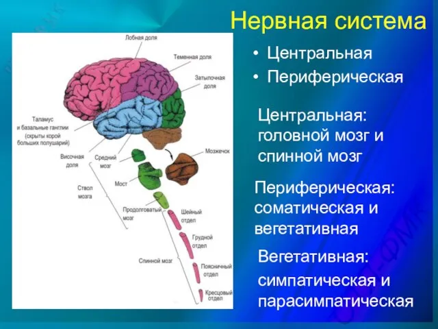 Нервная система Центральная Периферическая Центральная: головной мозг и спинной мозг Периферическая: