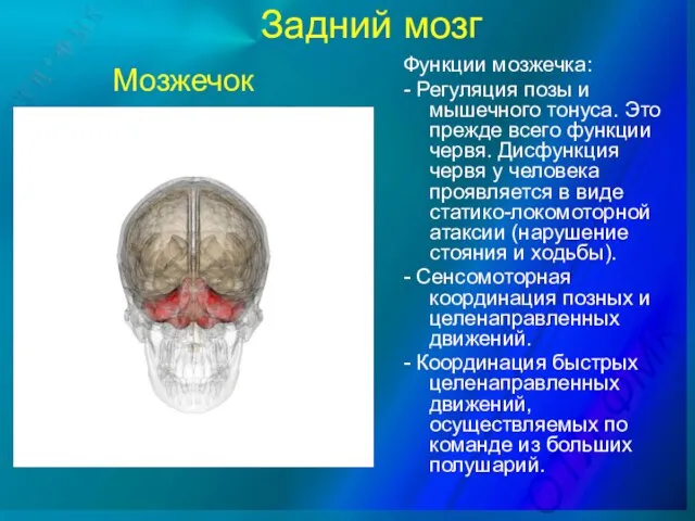 Задний мозг Функции мозжечка: - Регуляция позы и мышечного тонуса. Это