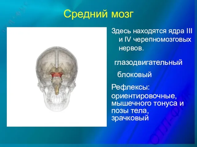 Средний мозг Здесь находятся ядра III и IV черепномозговых нервов. глазодвигательный