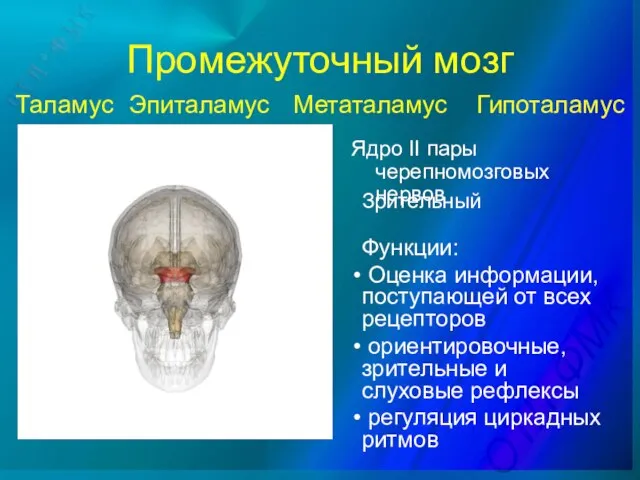 Промежуточный мозг Ядро II пары черепномозговых нервов Таламус Гипоталамус Эпиталамус Метаталамус