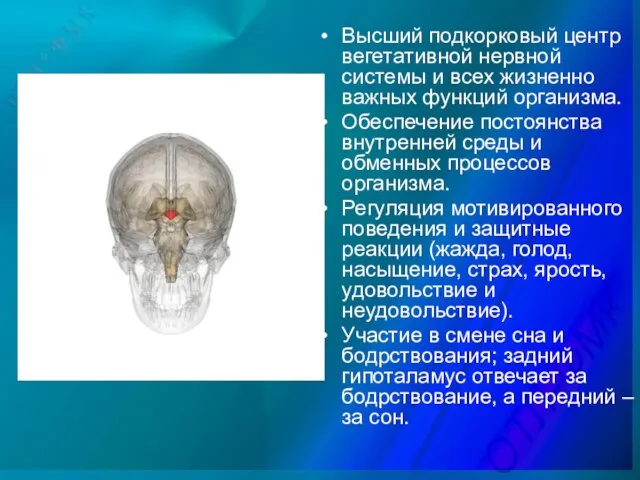 Высший подкорковый центр вегетативной нервной системы и всех жизненно важных функций