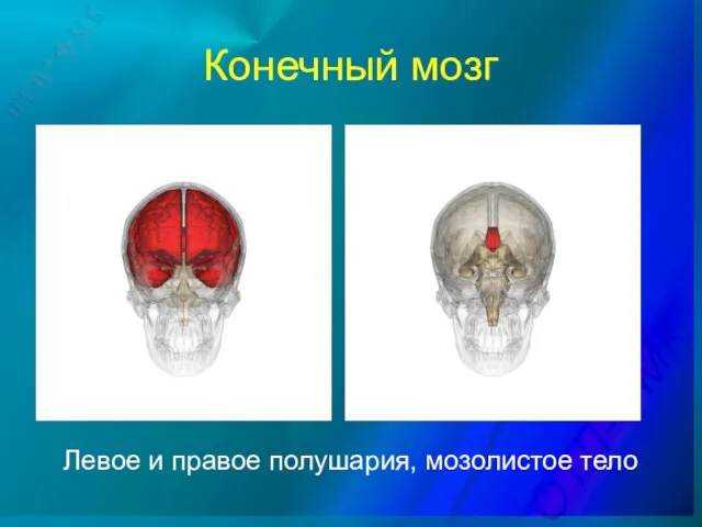 Конечный мозг Левое и правое полушария, мозолистое тело